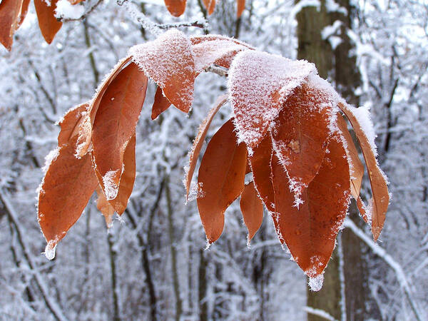 Winter Landscape Art Print featuring the photograph Frosted Leaves by Forest Floor Photography