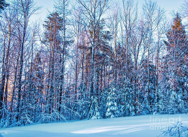 Maine Photos Art Print featuring the photograph Frozen Winter by Alana Ranney