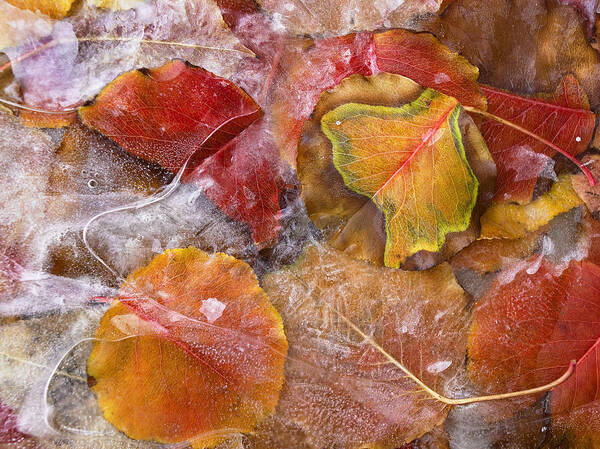 Feb0514 Art Print featuring the photograph Frozen Cottonwood Leaves North America by Tim Fitzharris