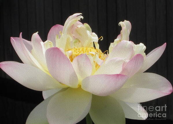 Lotus Art Print featuring the photograph Full Bloom by Kathie Chicoine