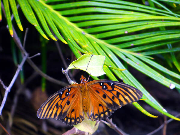 Butterfly Art Print featuring the photograph Full Glory by Tom DiFrancesca