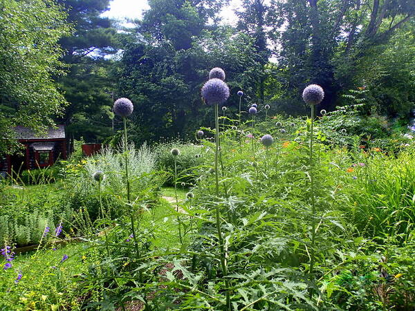 Garden Art Print featuring the photograph Garden Globes by Lois Lepisto