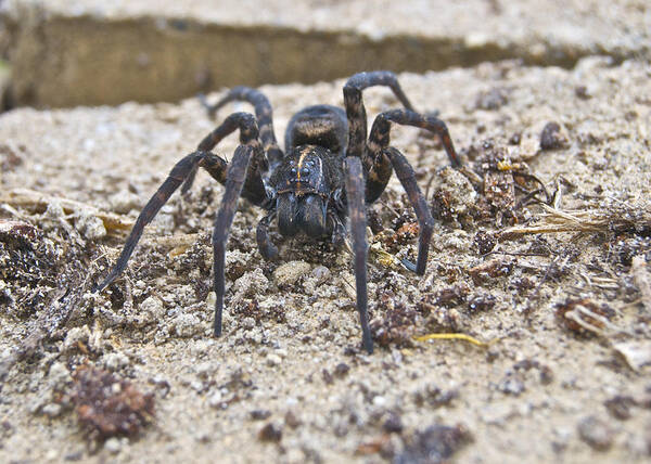 Spider Art Print featuring the photograph Garden Visitor 0808 by Michael Peychich