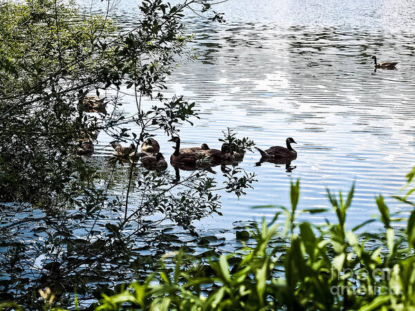 Water Art Print featuring the photograph Geese by David Fabian