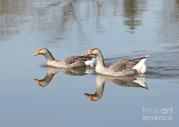 Anser Anser Art Print featuring the photograph Geese on the Yakima River by Carol Groenen