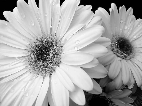 Daisy Art Print featuring the photograph Gerber Daisies in Black and White by Jennie Marie Schell