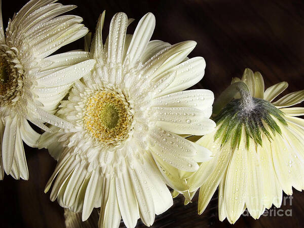 Gerbera Daisies Art Print featuring the photograph Gerbera Daisies by Tom Brickhouse