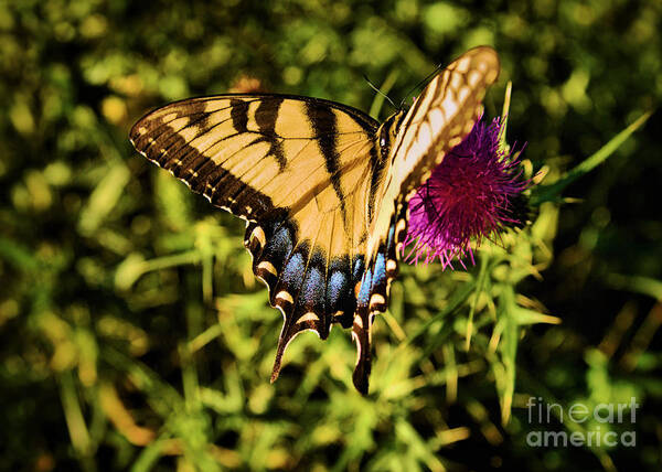 Butterfly Art Print featuring the photograph Giant Eastern Swallowtail II by Brett Maniscalco