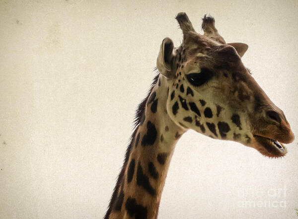 Wildlife Art Print featuring the photograph Giraffe 2 by Andrea Anderegg