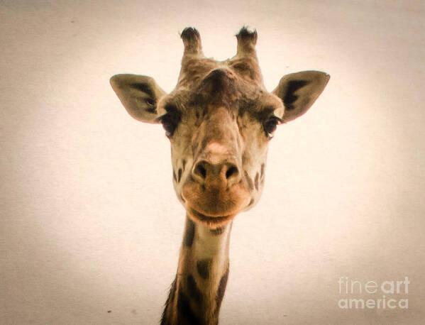Wildlife Art Print featuring the photograph Giraffe by Andrea Anderegg