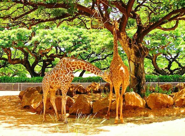 Giraffe Art Print featuring the photograph Giraffes by Oleg Zavarzin