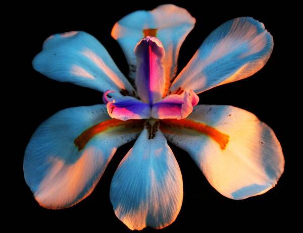 Iris Art Print featuring the photograph Glow by Stephen Denmark