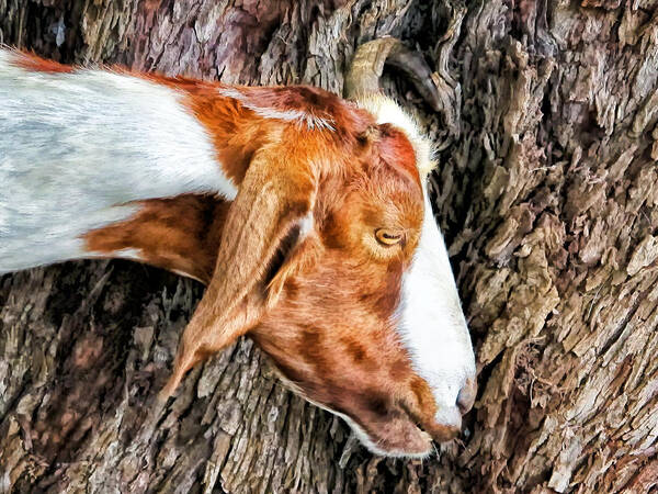 Goat Art Print featuring the photograph Goat 3 by Dawn Eshelman