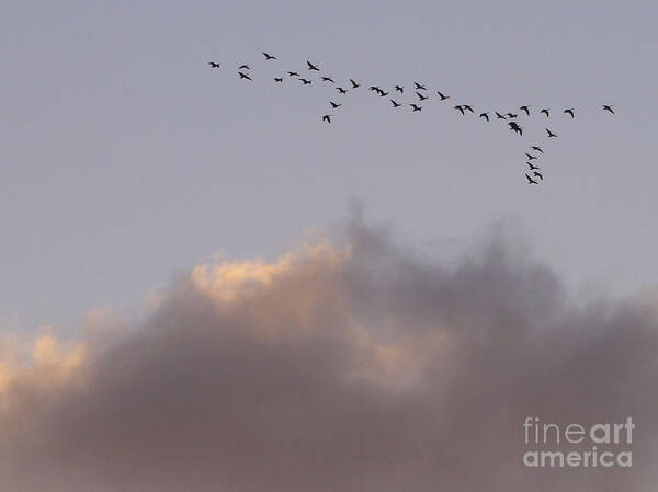 Birds Art Print featuring the photograph Going Places by Christopher Plummer