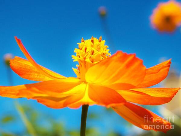 Cosmo Art Print featuring the photograph Golden Cosmo in the Sky by Judy Via-Wolff