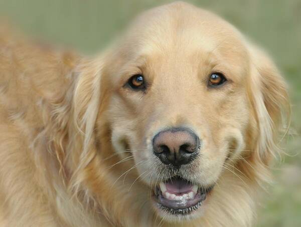 Dog Art Print featuring the photograph Golden Retriever Standard by Diana Angstadt