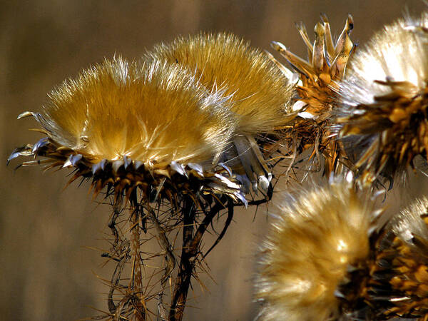 Wild Flowers Art Print featuring the photograph Golden Thistle by Bill Gallagher
