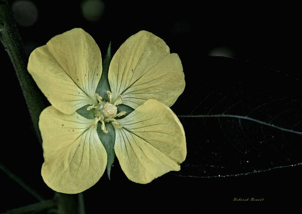 Flower Art Print featuring the photograph Golden Wild Beauty by Deborah Benoit