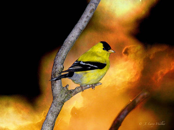 J Larry Walker Art Print featuring the digital art Goldfinch At The Edge Of The Abyss by J Larry Walker