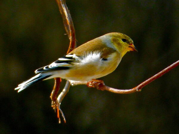 Goldfinch Art Print featuring the photograph Goldfinch by Jean Wright