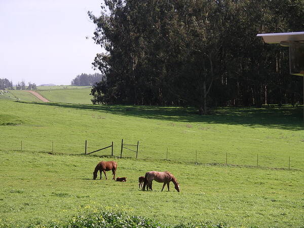 Horse Art Print featuring the photograph Grazing by Cynthia Marcopulos