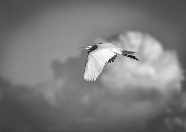 Great Egret Art Print featuring the photograph Great Egret In Flight Black and White by Thomas Young