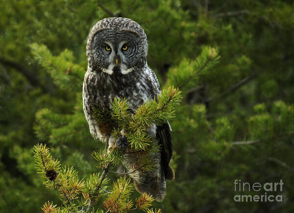 Owl Art Print featuring the photograph Great Grey Owl by Bob Christopher