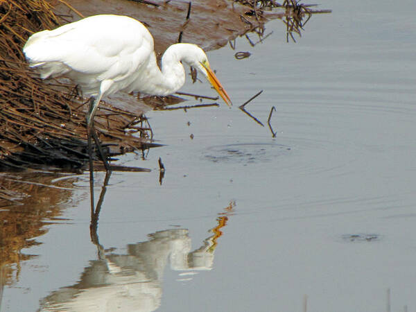 Great White Egret Art Print featuring the photograph Great White Egret by Tikvah's Hope