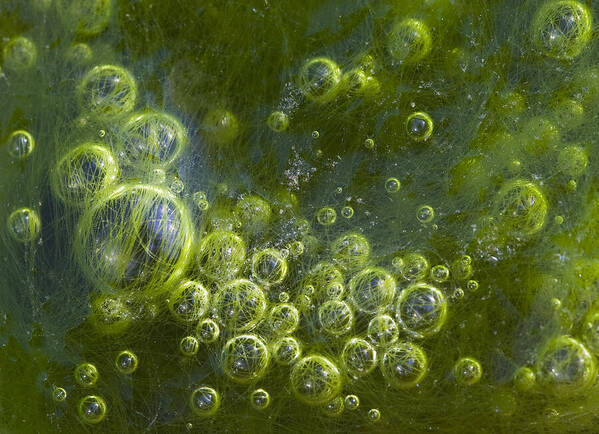 Water Art Print featuring the photograph Green Algae Bubbles in Creek by Steven Schwartzman