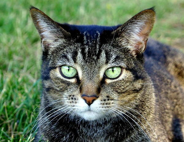 Nature Art Print featuring the photograph Green Cat Eyes in Summer Grass by Amy McDaniel