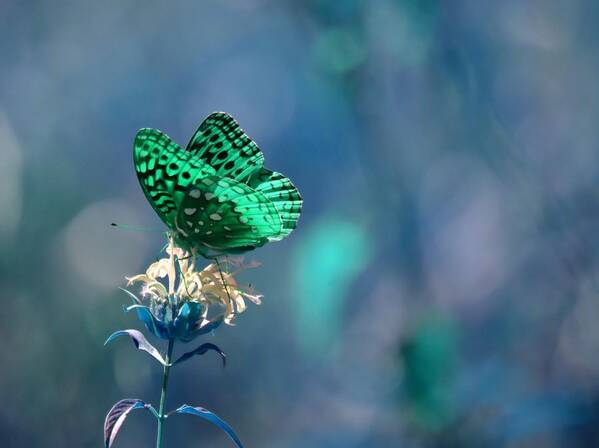 Butterfly Art Print featuring the photograph Green by Deena Stoddard