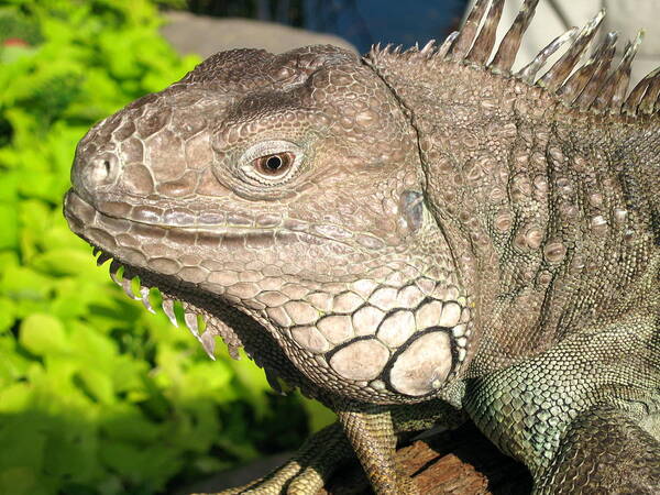 Green Iguana Art Print featuring the photograph Green Iguana Face by Shoal Hollingsworth