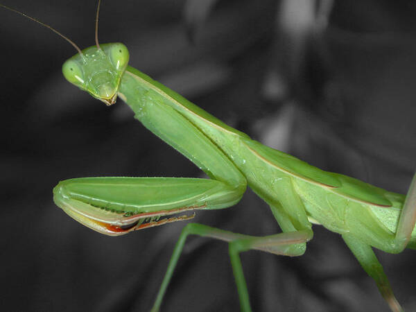 Mantis Art Print featuring the photograph Green Mantis by Shane Bechler