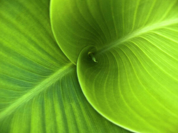 Heiko Art Print featuring the photograph Green Twin Leaves by Heiko Koehrer-Wagner