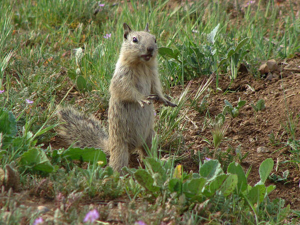 Wildlife Art Print featuring the photograph Ground Squirrel by Carl Moore