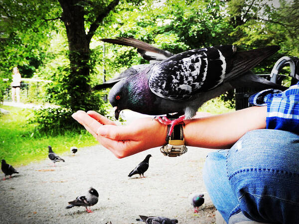 Pigeon Art Print featuring the photograph Handful Happiness by Zinvolle Art