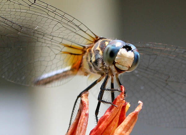 Nature Art Print featuring the photograph Happy Dragonfly by William Selander