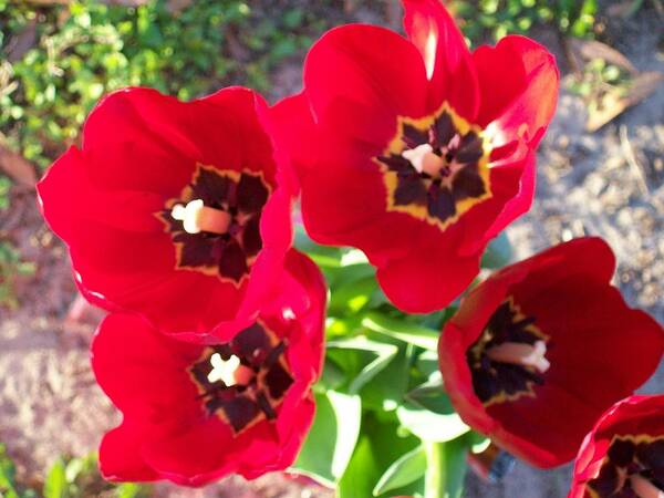 Red Tulips In Full Bloom Art Print featuring the photograph Happy Tulips by Belinda Lee