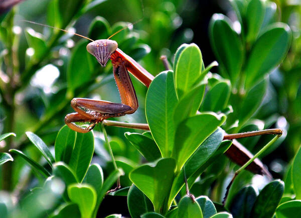 Insect Praying Mantis Green Brown Art Print featuring the photograph Have You Prayed Today by Gail Butler