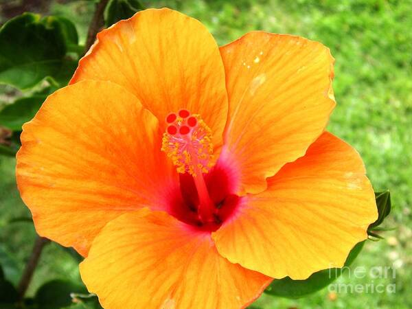 Flower Art Print featuring the photograph Hawaii Orange Hibiscus by Crystal Miller