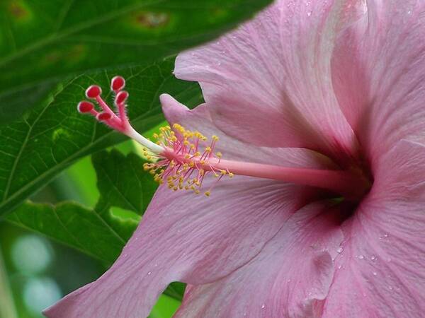 Hibiscus Art Print featuring the photograph Hawaiian Hibiscus by Jewels Hamrick