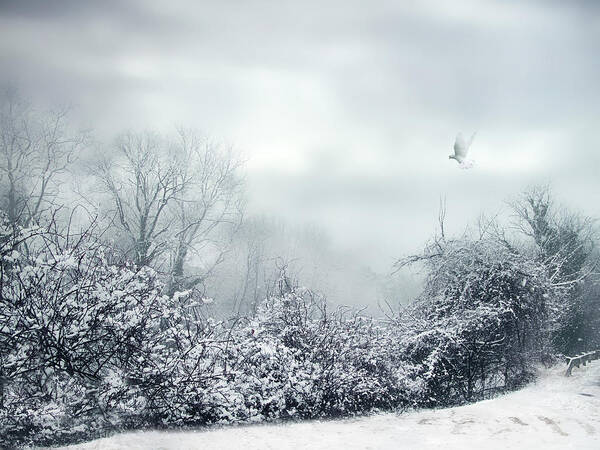 Winter Art Print featuring the photograph Hazy Shade of Winter by Jessica Jenney