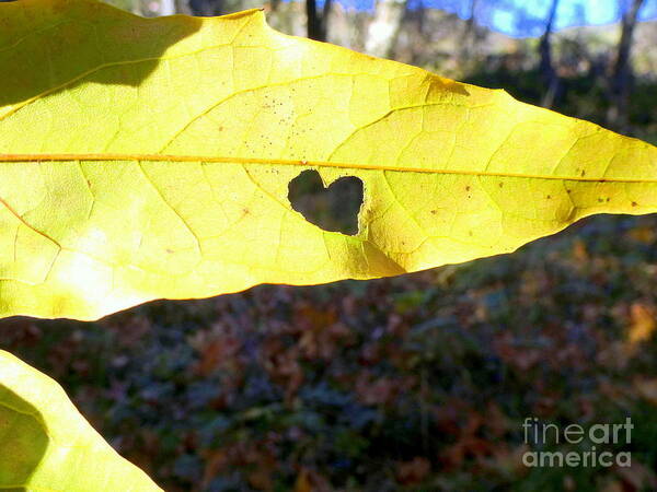 Autumn Art Print featuring the photograph Heart Leaf by Mars Besso
