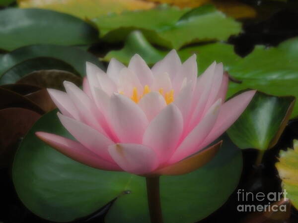 Water Lily Art Print featuring the photograph Heavenly Pink by Chad and Stacey Hall