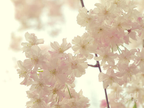 Cherry Blossoms Art Print featuring the photograph Heavenly... by Yuka Kato