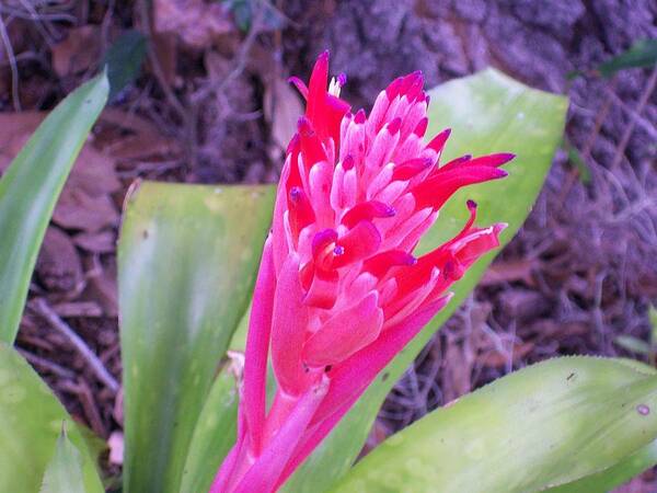 Red Bromeliad Just Starting To Bloom. Art Print featuring the photograph Hello World by Belinda Lee