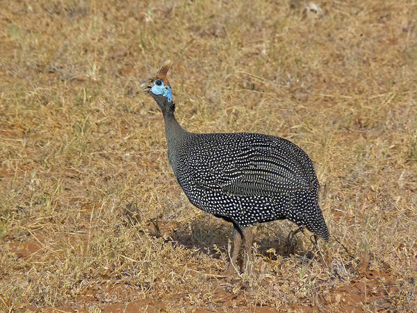 Helmeted Guinea Fowl Art Print featuring the photograph Helmeted guinea fowl by Tony Murtagh