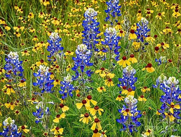 Bluebonnets Art Print featuring the photograph Here We Are by Ken Williams