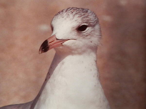 Close Up Of A Beautiful Art Print featuring the photograph Beach Gull on the Hunt by Belinda Lee