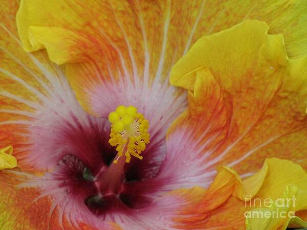 Hibiscus Art Print featuring the photograph Hibiscus by Tam Ryan